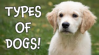 Types of Dogs! Learning Dog Breeds for Kids