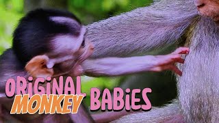 HDR monkey Business -  Life of Monkeys - Animal Documentary -  Fun & Relaxing Video of Monkeys Wealth