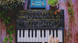 Arturia MicroBrute Jam with Reverb | strymon blueSky | Chill | Ambient | Experimental | Dawless