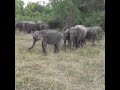 Angry Elephant Herd Charges Safari Jeep 🐘