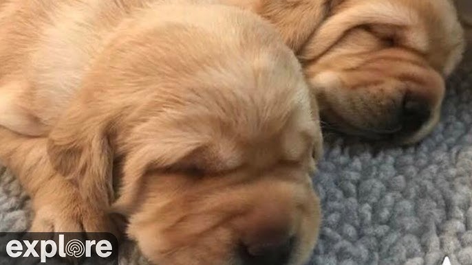 dog live cams