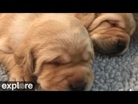 Puppy Whelping Room at Warrior Canine Connection powered by EXPLORE.org