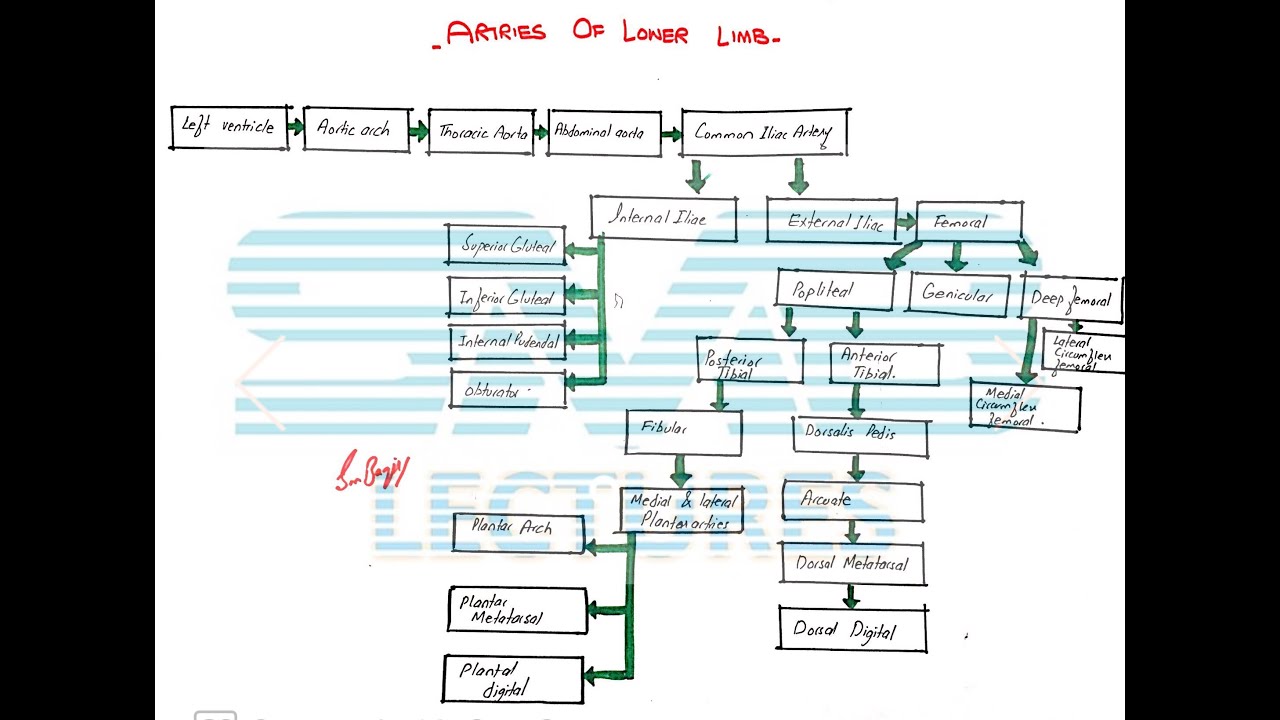 Blood supply of Lower Limb || Flow chart of Artries and Veins of Lower