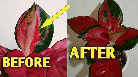 A SIMPLE TIP TO MAKE YOUR AGLAONEMA LOOKS MORE BEAUTIFUL