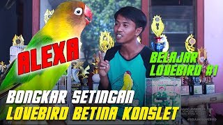 BELAJAR LOVEBIRD #1: Bongkar Setingan Lovebird Betina Konslet Alexa