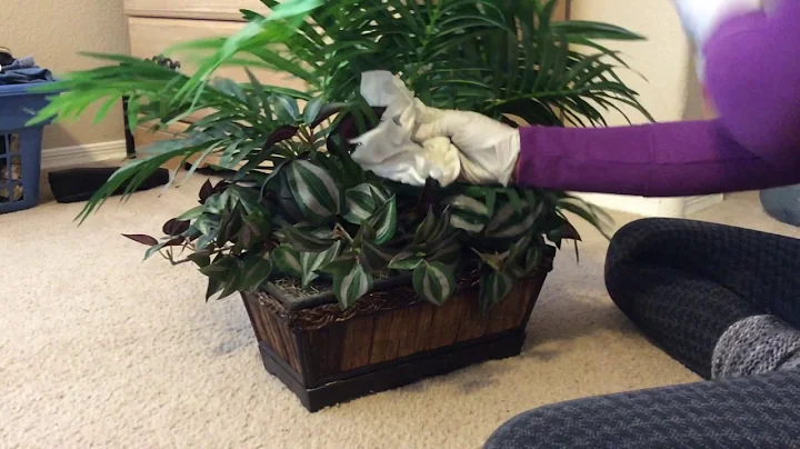 ASMR Cleaning Dusting Wiping Plant (no talking)