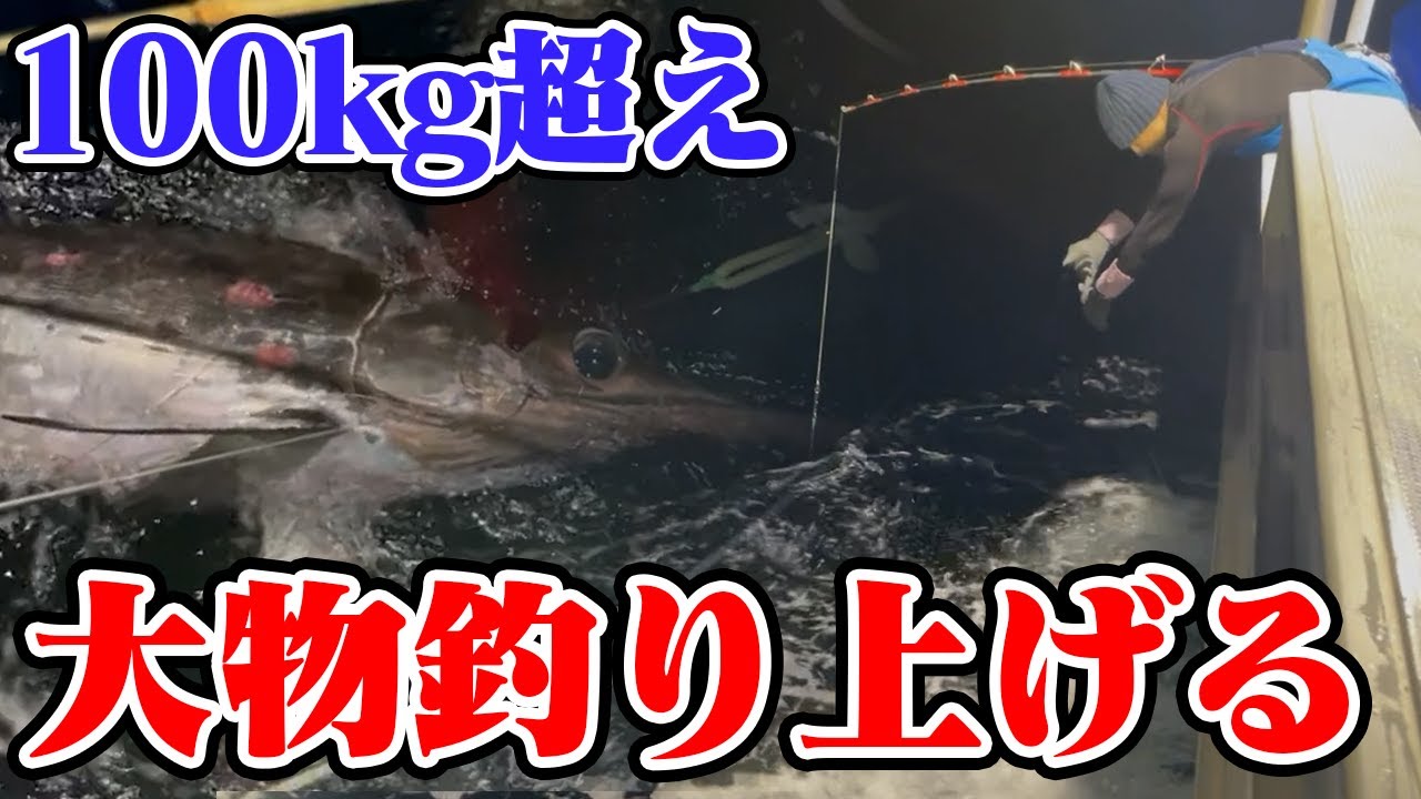 シロカワカジキ 角 特大 激レア！ シロカワカジキ 角 特大 激レア！ 【公式通販】