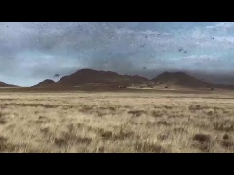 Locusts invade South African farms