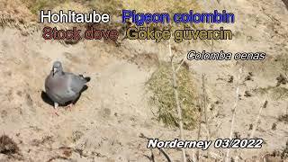 Hohltaube  Pigeon colombin  Stock dove  Gökçe güvercin (Colomba oenas)