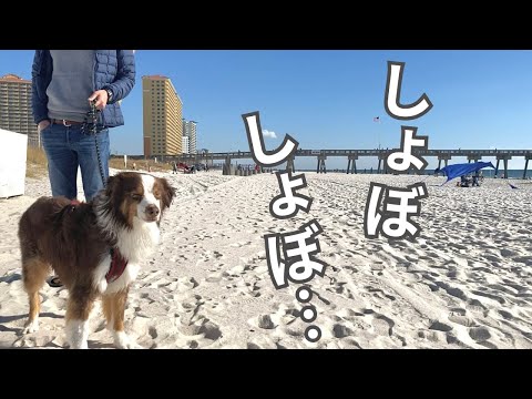 【初めてのメキシコ湾】風が強すぎて目がしょぼしょぼになっちゃう愛犬がかわいい