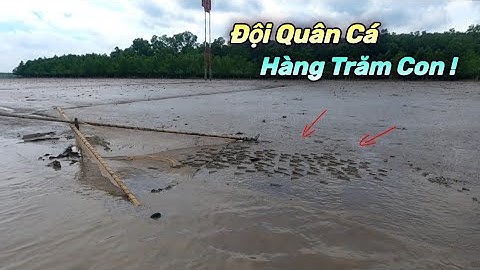 Hàng trăm con Cá Bống Sao bị đuổi chạy vào lưới nhìn đã mắt | GĐCG #596