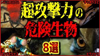 【閲覧注意】もはや兵器！攻撃力が高すぎる生物 6選【ゆっくり解説/作業用BGM/睡眠用/9割が知らない】