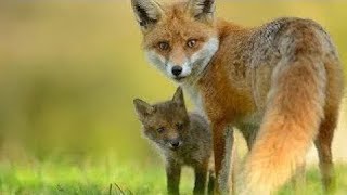 قتال حيوانات الثعالب الحمراء.! ? Red foxes fight for mating rights!