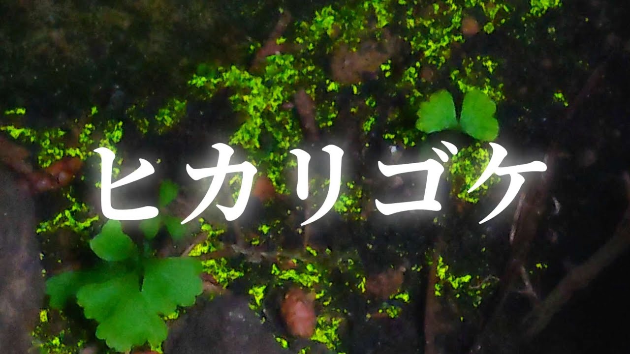 準絶滅危惧種【ヒカリゴケ】希少な天然記念物??‍♂️エメラルド 