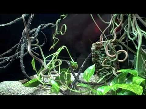 Behind the Scenes: Burmese Vine Snake Feeding