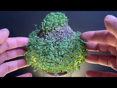 ASMR - Chia pet mic