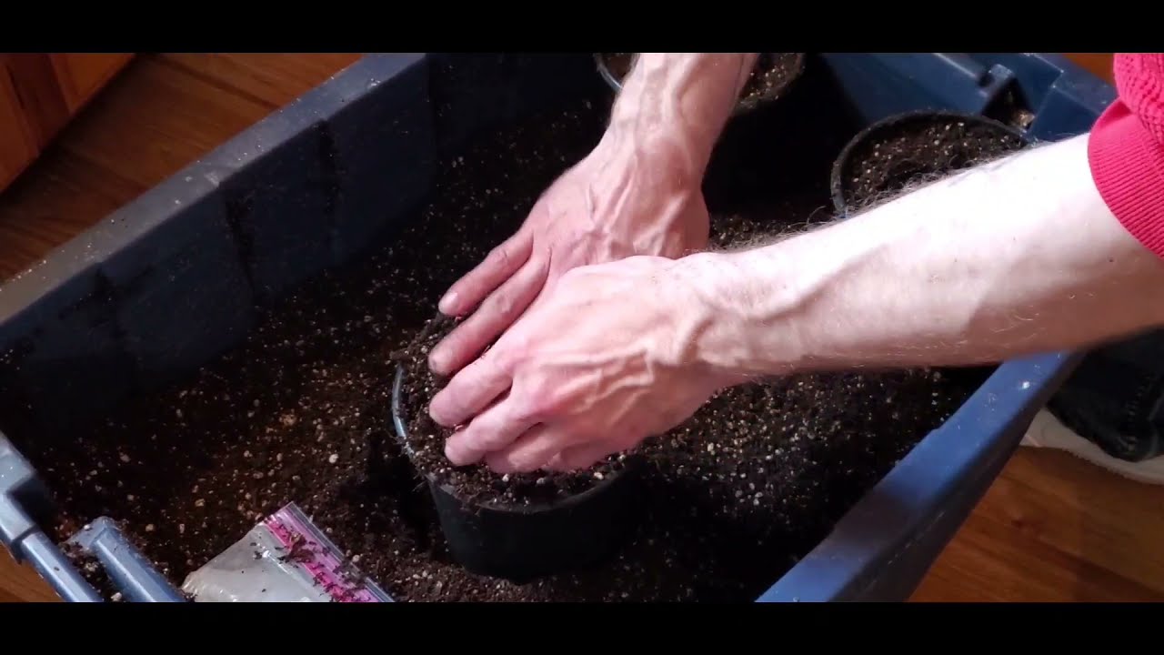 Best and easiest way to transplant from solo cups. Never deal with transplant shock again.