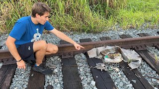 NEWBORN KITTENS FOUND ABANDONED ON TRAIN-TRACKS ! WHAT HAPPENS ?!