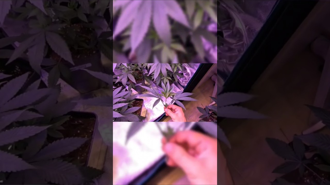 ¿Hacer esquejes a tus plantas? Muy fácil!! Te dejo el video completo☝🏼☝🏼 