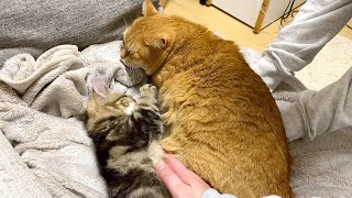 ねこカイロ