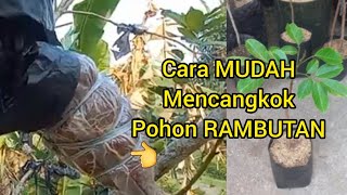 Cara mudah mencangkok pohon rambutan