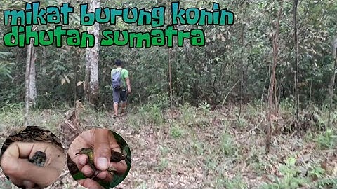 mikat burung konin dihutan sumatra