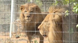 Rescatan 33 leones de circos Sudamericanos y trasladan a Sudáfrica - YouTube