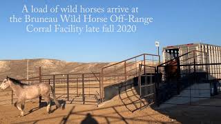 Wild Horses Arrive at Bruneau Off-Range Wild Horse Corrals