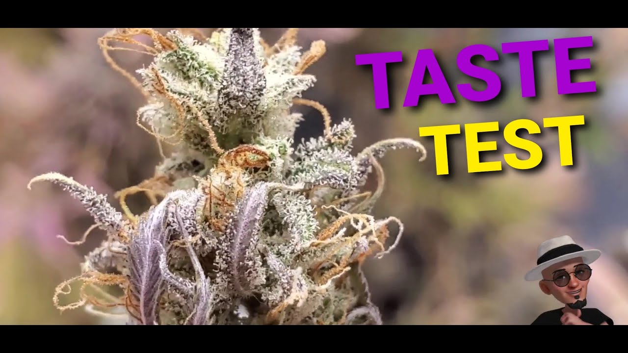 Purple Magic 🔮 Aka Rosita Kush,  TASTE TEST , Review 😁💨🤙 ( TV420 📺 )