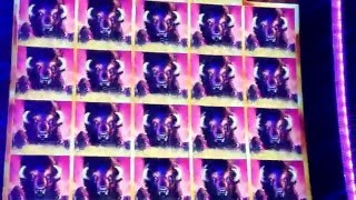 Buffalo Slot Machine Full Screen Blackout Jackpot