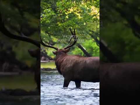 Thumbnail for The Short Term Shop