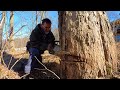 A day in the life of my dad - tree cutting