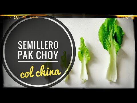 Video: Cuándo plantar bok choy - Consejos para plantar bok choy en otoño o primavera