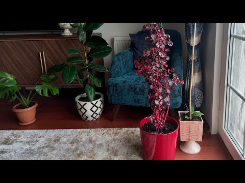 Video: Kök Çürükünün Müəyyən edilməsi - Açıq Bağ Bitkilərində Kök Çürüməsinin İşarələri