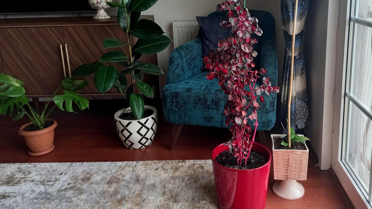 ÇİNGENE ŞALVARI BAKIMI VE ÇOĞALTILMASINDAKİ İNCE DETAYLAR