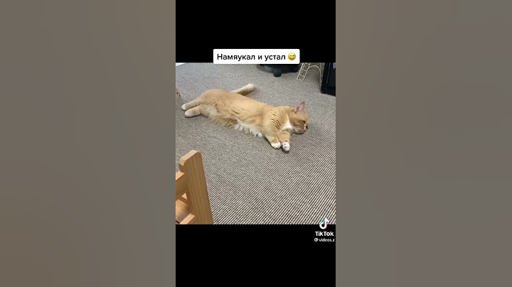 Самый ленивый кот в мире #shorts