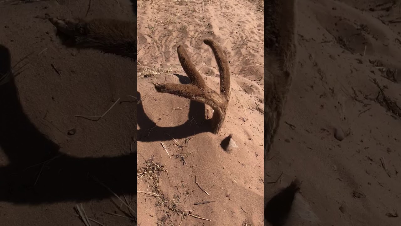 utah ski resorts Sand Dune Mule Deer in Southern Utah, Courtesy of Shay Hunt