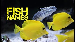 Top Rated 5 Fish Names Start With P 2022: Must Read