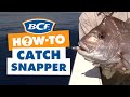 How to catch snapper  fishing  bcf