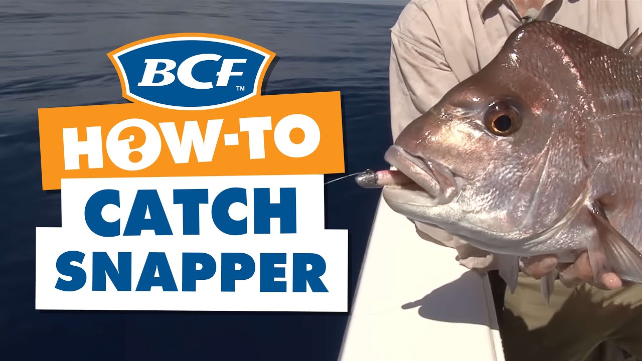 How to catch Snapper - Fishing - BCF 