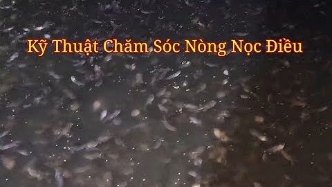 Cách Chăm Sóc Nòng Nọc Đồng Điều. kỹ Thuật Chăm Sóc Nòng Nọc Ếch