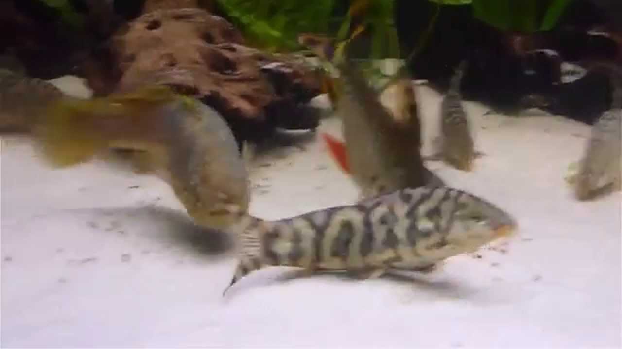Semaprochilodus taeniurus.mp4