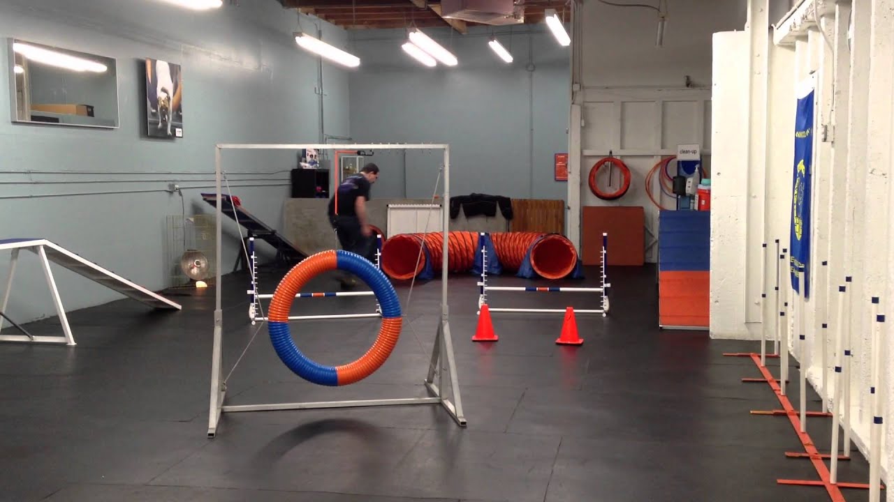 Nigel at agility training at Zoom Room Culver City, short run YouTube