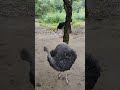 Bird #animals #birds #shorts