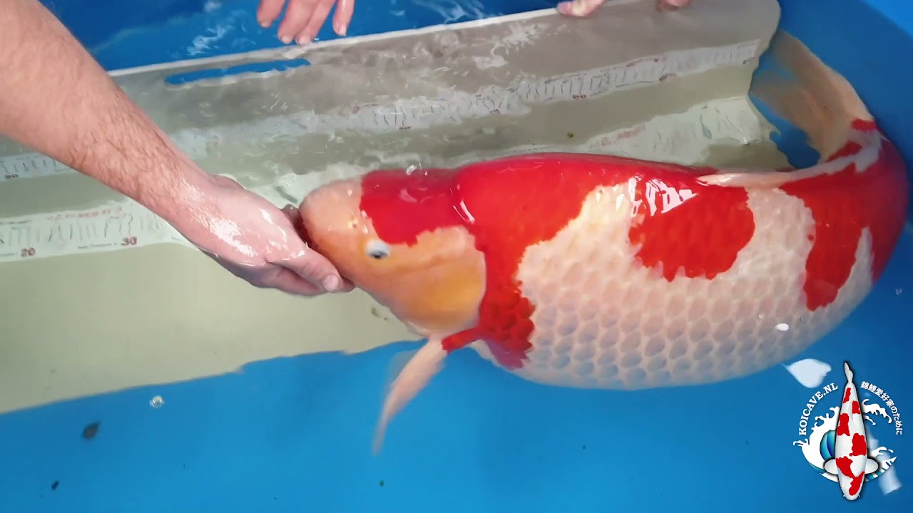 KOICAVE EVENTS PRESENTS, KoiCave Meetlint.