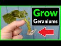 How to Grow Geraniums from Cuttings (Complete Process)