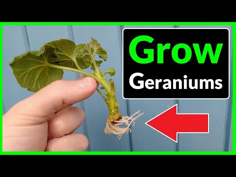 Video: Propagation of geraniums by cuttings at home