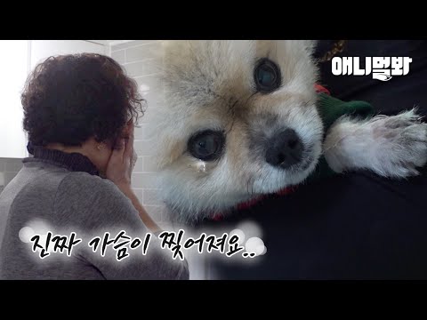 매일 눈물 흘리는 강아지 &amp;#39;순구&amp;#39;ㅣReason Why My Dog Cries <strong>Three</strong> Times a <strong>Day</strong>