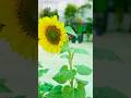 Beautiful Sun flower….