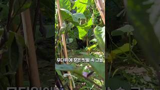 폭염에 그늘을 찾아낸 블랙이네 가족 #길고양이